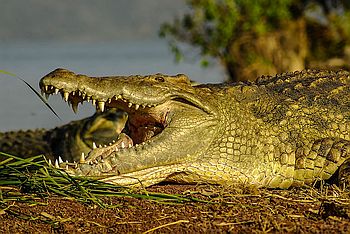 Ein Krokodil am Chamo-See.