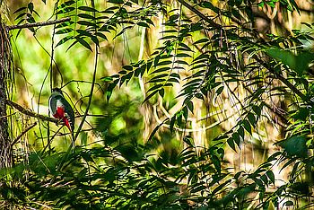 Der Cubanische Wappenvogel Kubatrogon oder Tocororo