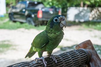 Der Papagei des Hauses.