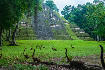 Ein Rudel Nasenb�ren in Tikal.