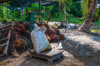 Fr�chte der �lpalmen