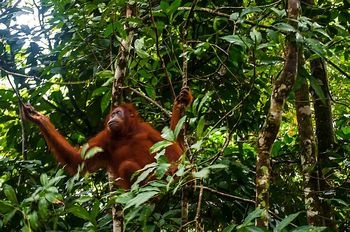 Sumatra-Orang-Utan (Pongo abelii)