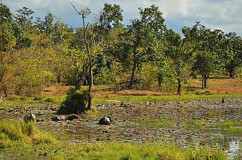 Wasserb�ffel am Strassenrand