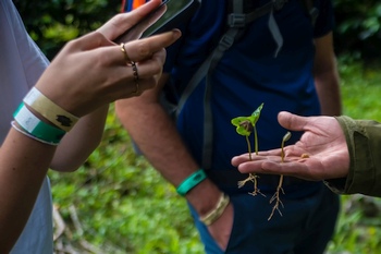 Tour de Caffee in Boquete, Panama.