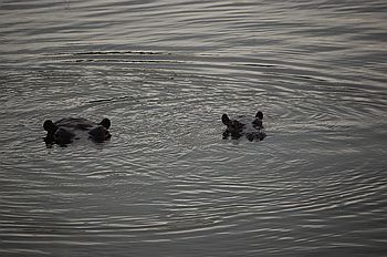 Hazyview am Sabiriver