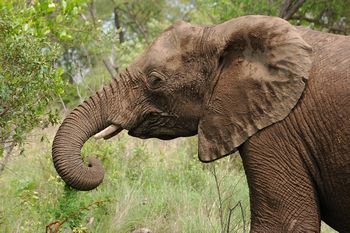 Kr�ger Nationalpark, Elefant