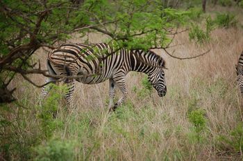 Kr�ger Nationalpark, Zebras