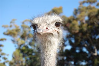 Straussenfarm in Oudshoorn