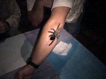 Eine Vogelspinne